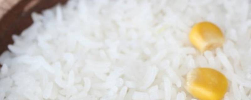 做米饭米和水的比例是多少（做米饭米和水的比例是多少最标准）
