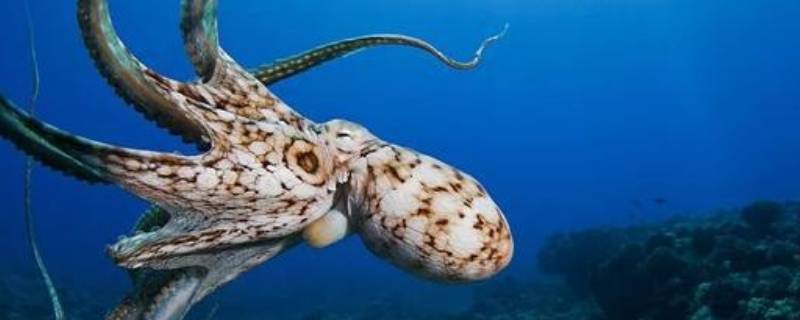 深海的恐怖生物 深海的恐怖生物视频