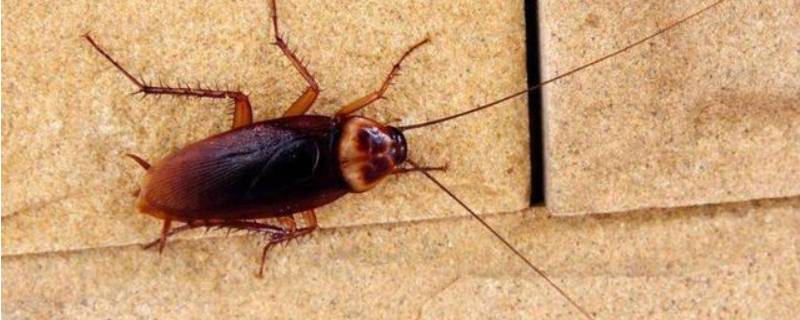 蟑螂生存的环境 蟑螂在什么环境生存