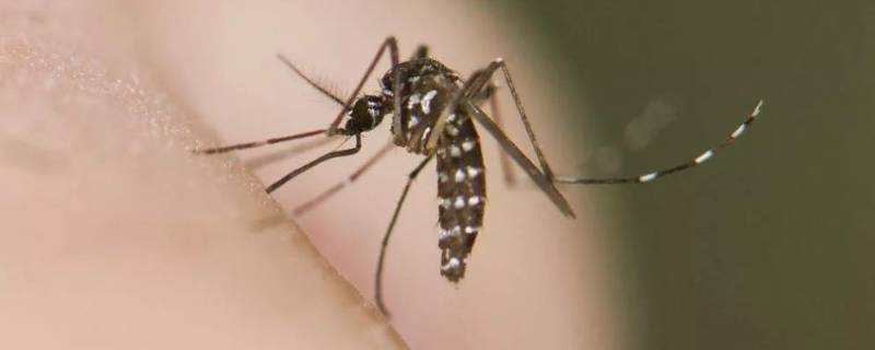 黑花蚊子学名叫什么 黑色的花蚊子是什么蚊子
