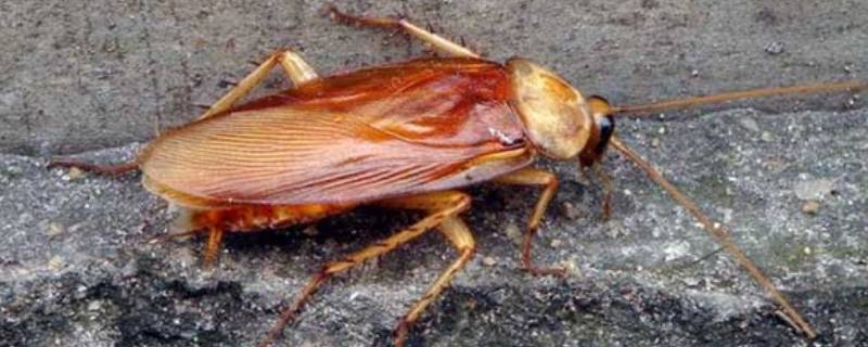 发现一只蟑螂是不是会有更多 当发现有一只蟑螂就有很多了吗