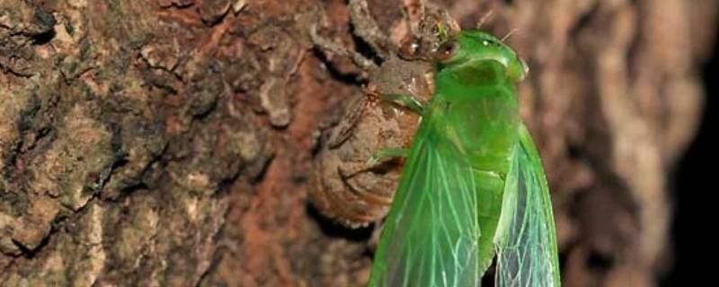 为什么有的蝉是绿色的 特别小的绿色的蝉