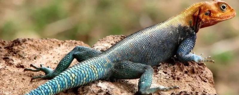 蓝色尾巴的蜥蜴叫什么 蜥蜴 蓝色尾巴