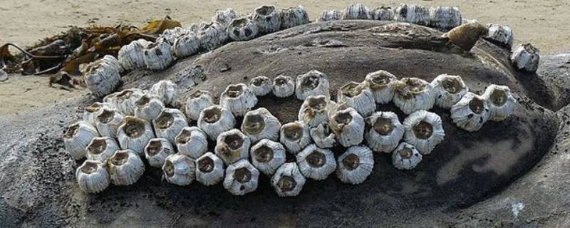 海边石头上吸附的贝壳是什么 吸附在石头上的贝壳大百科