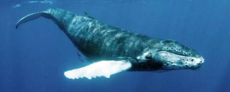 鲸鱼声纳的作用（鲸鱼的声纳探测系统）