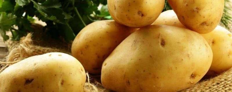 夏季土豆怎样保存不发芽 夏天土豆怎样保存不发芽