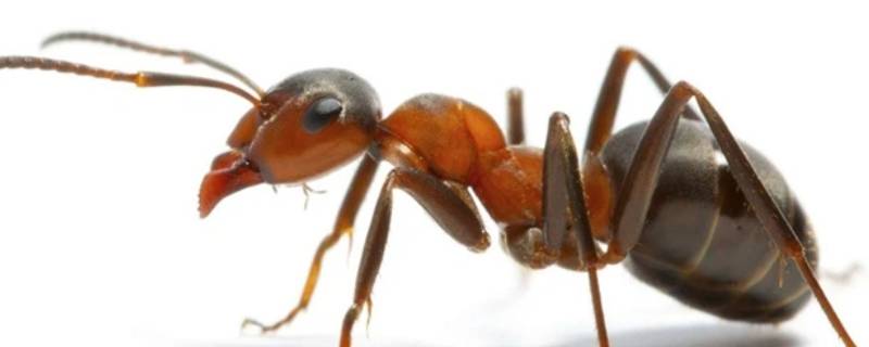 夏天床上有蚂蚁是怎么回事（床上有蚂蚁是什么原因）