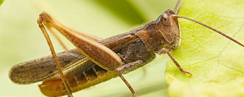 灰蝗虫的外形 灰蝗虫的外形和生活特征