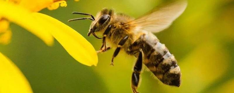蜂子种类 蜂子种类及名称