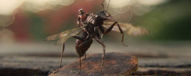 蚂蚁为什么会长翅膀（蚂蚁为什么会长翅膀 十万个为什么）