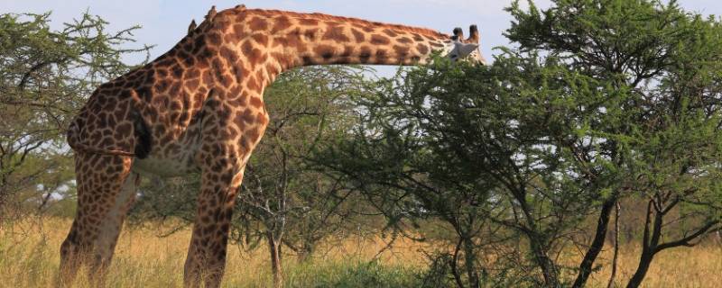 为什么长颈鹿的脖子那么长 为什么长颈鹿的脖子那么长十万个为什么