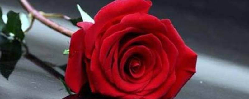纹玫瑰花的含义 纹玫瑰花的含义是什么