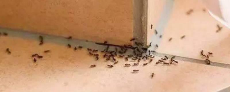 厨房为什么有蚂蚁 厨房为什么有蚂蚁有危害吗