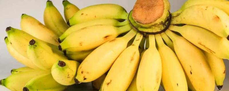 小米蕉和苹果蕉有啥区别吗（小米蕉是不是苹果蕉）