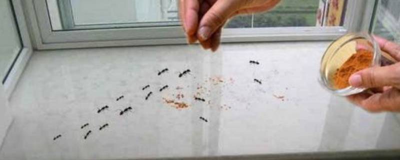 阳台上有蚂蚁怎么根除 家里阳台上有蚂蚁怎么办能除根