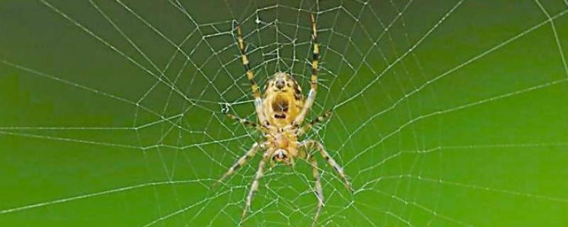 蜘蛛和蜈蚣为什么不是昆虫（蜘蛛和蜈蚣属于昆虫类吗）