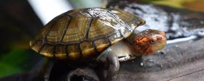 古时候对乌龟的雅称 乌龟的美称是什么