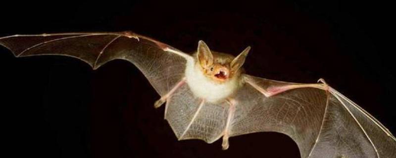 蝙蝠会往人身上飞吗 蝙蝠飞到人身上有事吗?