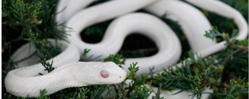 白色蛇是什么蛇 有哪些蛇是白色的