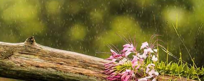 雨水量毫米是什么意思 降雨量的毫米是什么意思