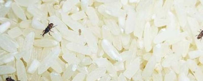 米里面的小白虫怎么处理 米里面有小白虫怎么办