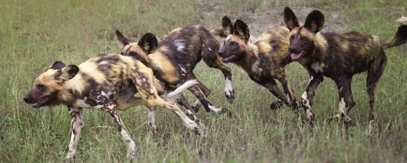 非洲野犬与鬣狗的区别 非洲野犬和鬣狗区别