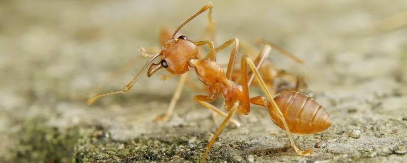 小黄蚂蚁怎么来的 黄黄的小蚂蚁