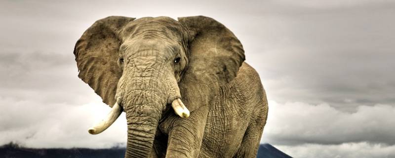 母象有象牙吗 亚洲象母象有象牙吗