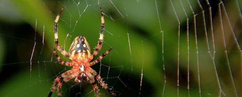 喷杀虫剂多久杀死蜘蛛 杀虫喷雾剂能杀蜘蛛吗