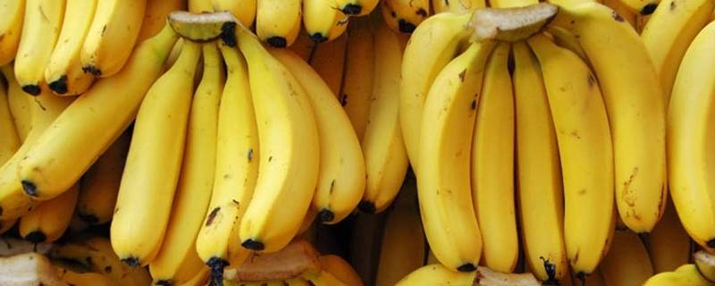 香蕉的种子是什么 香蕉的种子是什么样子的