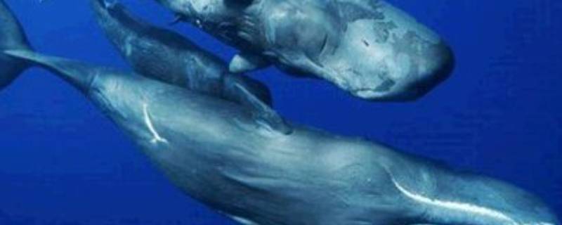怎么区分海豚和鲸鱼（海豚和鲸鱼有啥区别）