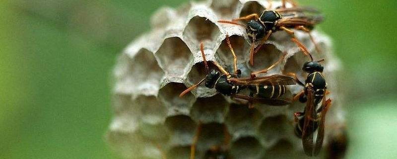 蜜蜂会在什么地方筑巢（蜜蜂为什么会在家里筑巢）