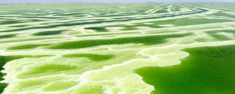 察尔汗盐湖为什么是绿色的 察尔汗盐湖为啥是绿色的