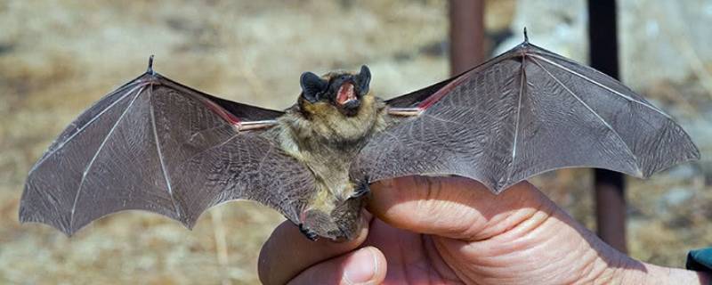 蝙蝠的繁殖方式是什么（蝙蝠是怎么繁殖的）