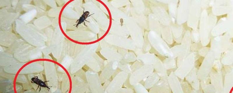 米虫会在家里繁殖吗 米虫会在被子里繁殖吗
