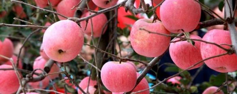 陕西苹果几月份成熟 陕西苹果成熟的季节是几月