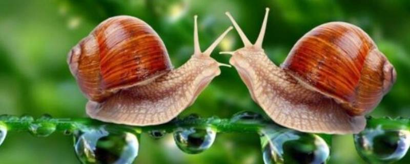 蜗牛可以食用吗 蜗牛能食用吗怎么食用