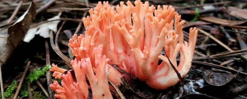 像珊瑚一样的菌菇是什么（像珊瑚一样的菌菇是什么做的汤）