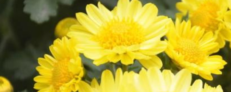 菊花精神品质 形容菊花的品质的四字词语
