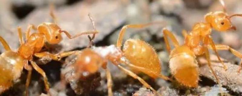 黄蚂蚁为什么会出现在家里（为什么家里会有黄蚂蚁）