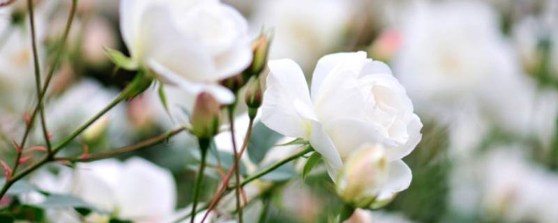 白玫瑰寓意是什么意思 白玫瑰花语是什么意思