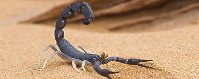 捉蝎子怎么找大窝 野生蝎子怎样找大窝