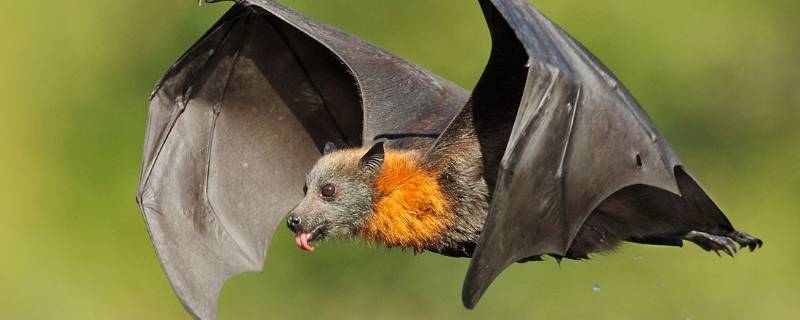 杀虫剂可以杀蝙蝠吗 杀虫剂能不能杀蝙蝠