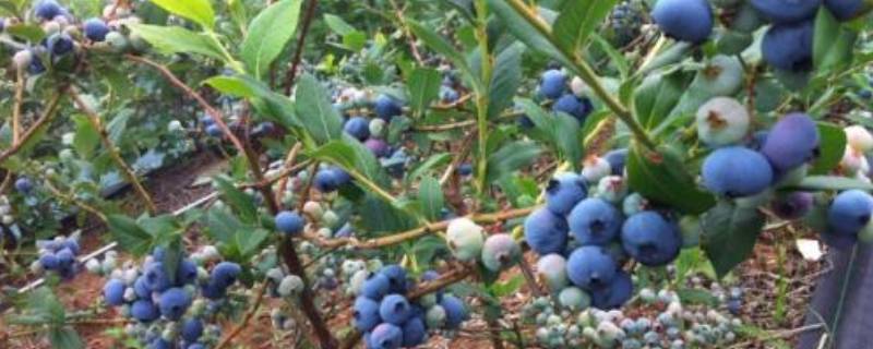 蓝莓长在树上还是地上 蓝莓长在树上还是地上图片
