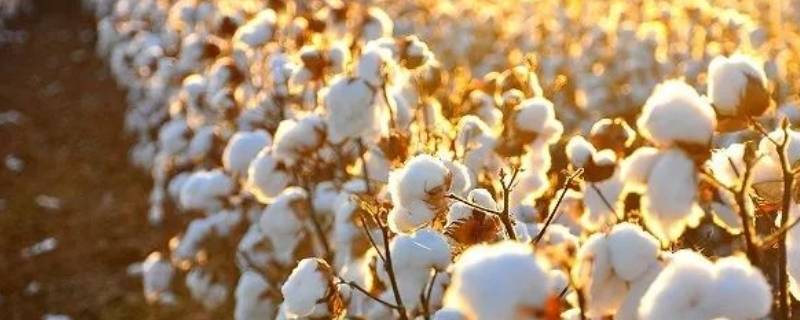 棉花的特点和作用是什么 棉花有什么特点