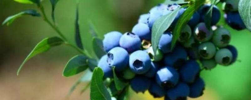 蓝莓是蓝色还是紫色（蓝莓是紫色的为什么叫蓝莓）