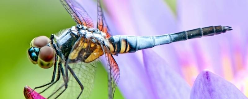 关于蜻蜓的知识有哪些 了解蜻蜓的知识