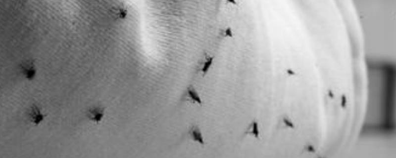 夏天房间里有小飞虫怎么回事儿 夏天房间有很多小飞虫
