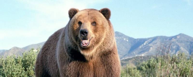 熊属于什么科 熊属于什么科类动物