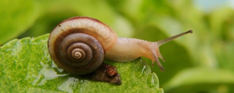 蜗牛没壳能活吗 蜗牛没壳能活吗为什么